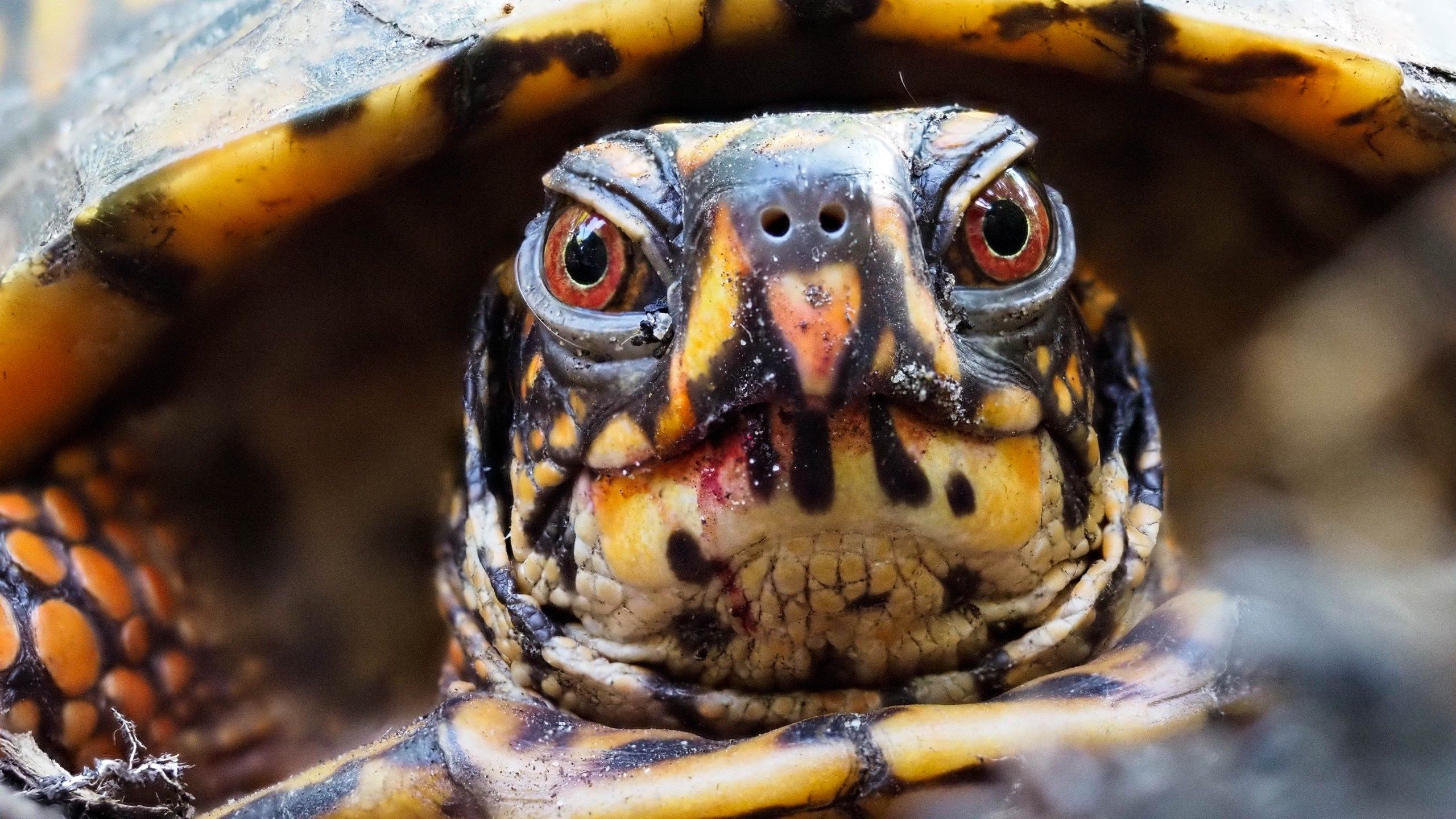 2560x1440 World Turtle Day: 5 ways to help the turtles in your life