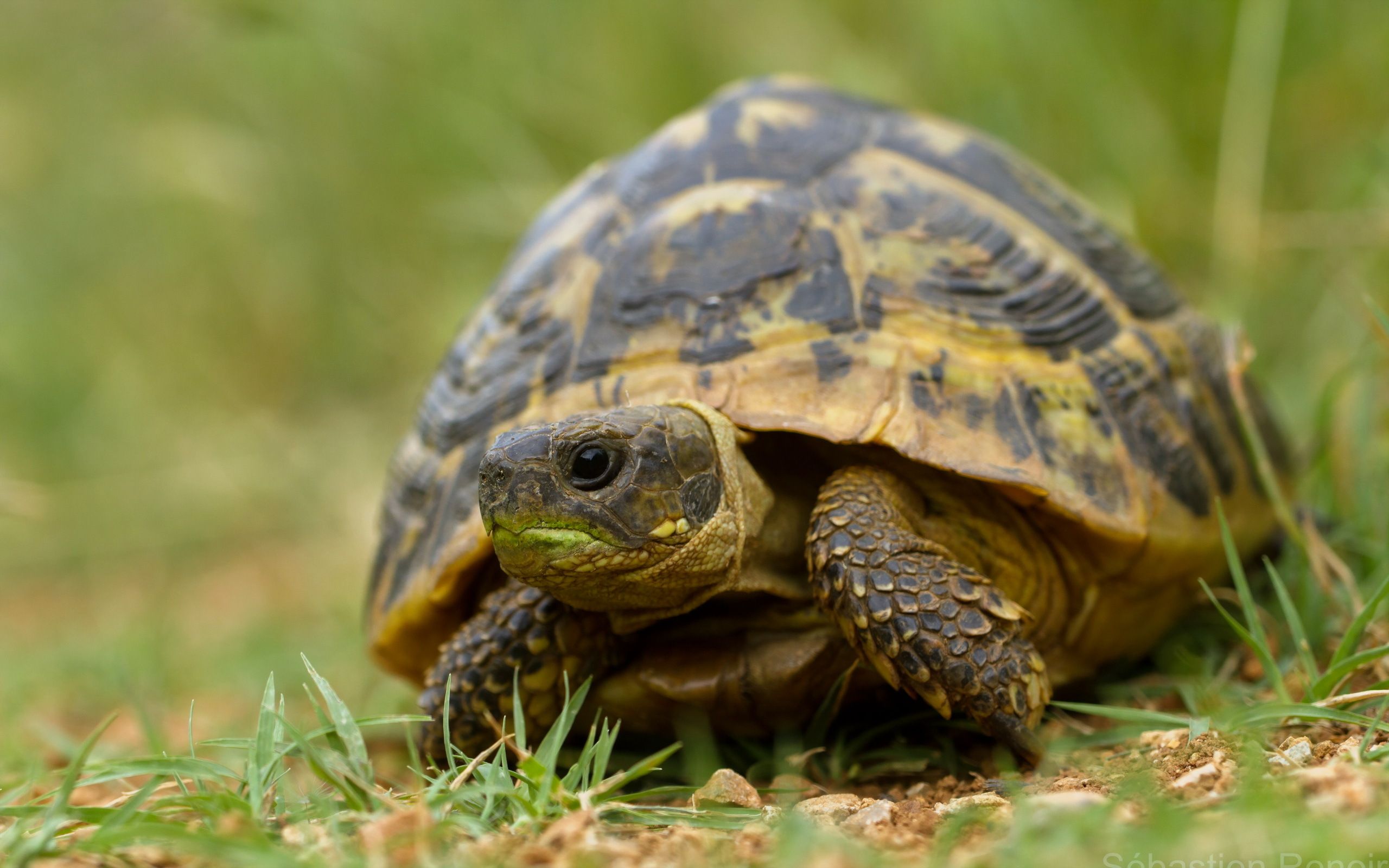 2560x1600 Turtle Wallpaper and Background: Free HD Download