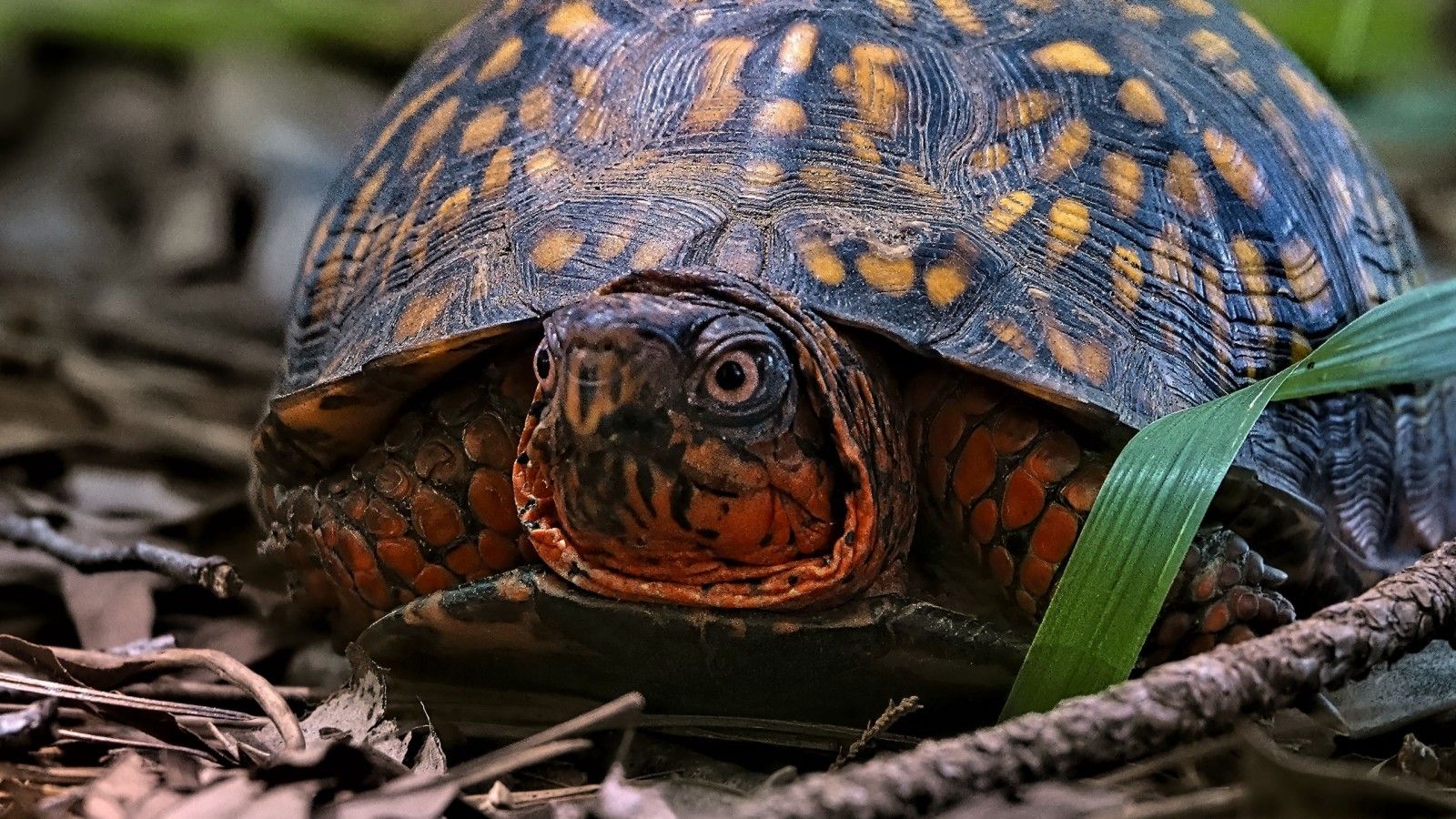 1600x900 closeup view eastern box turtle eyes open stare look wildlife wallpaper forest background HD Animals Wallpaper