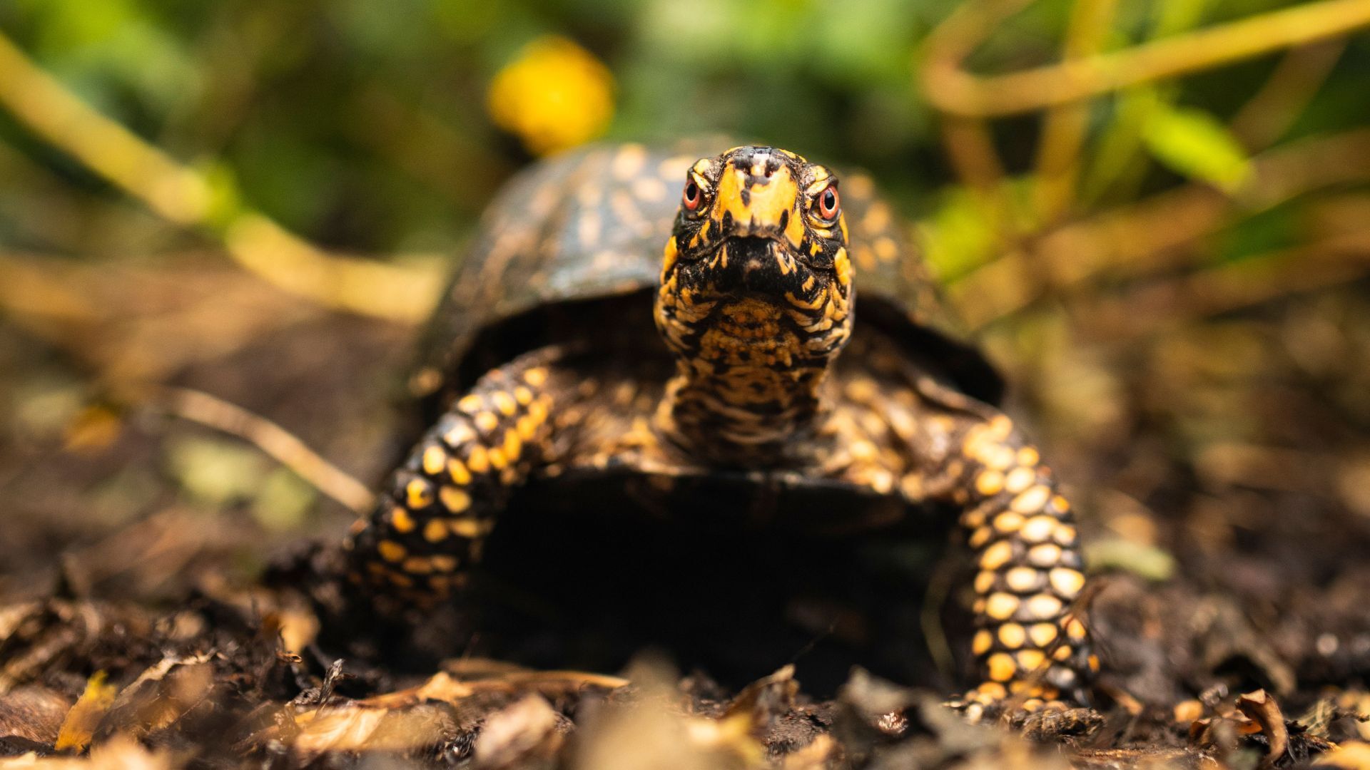 1920x1080 Nature Museum. What's the Fastest Turtle?