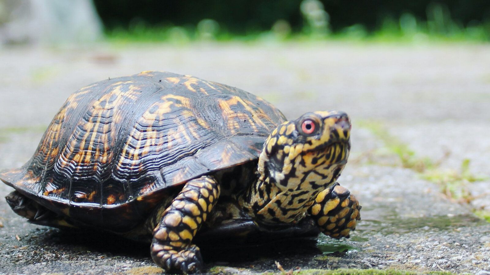1600x900 Opinion. The Turtle Who Came Back From the Dead