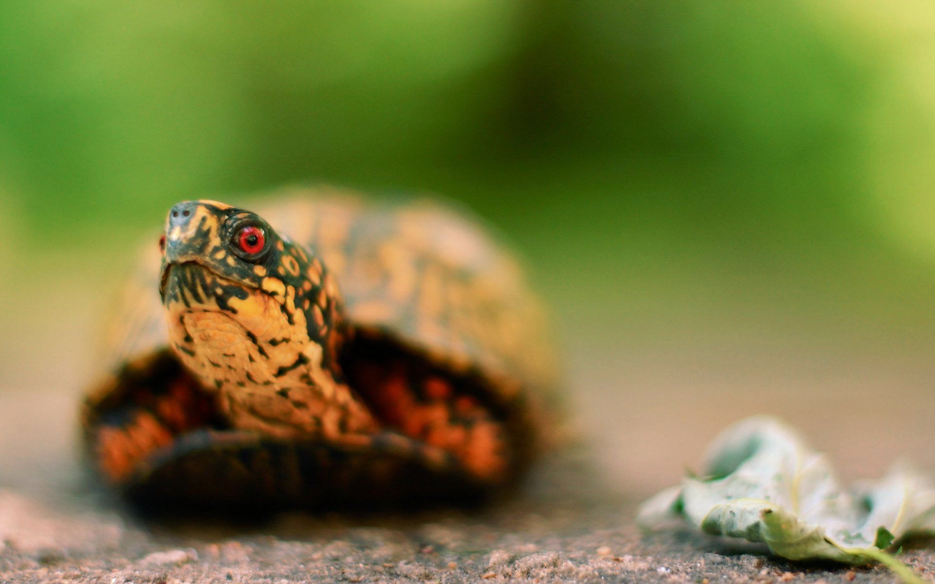 1920x1200 Stunning HD Wallpaper of a Colorful Turtlex1600