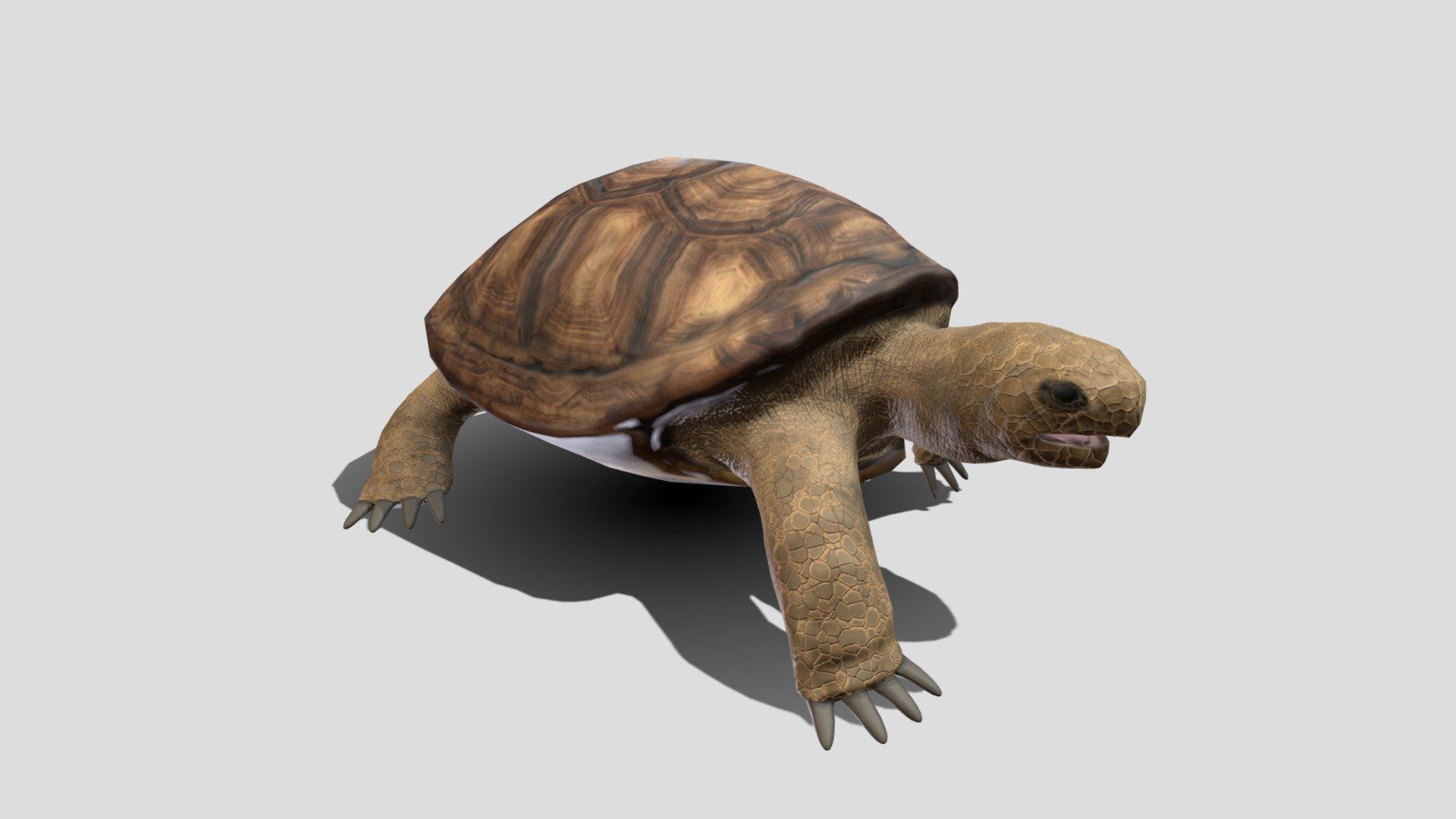 1920x1080 Turtle Land model by Mixall [28ee75b]