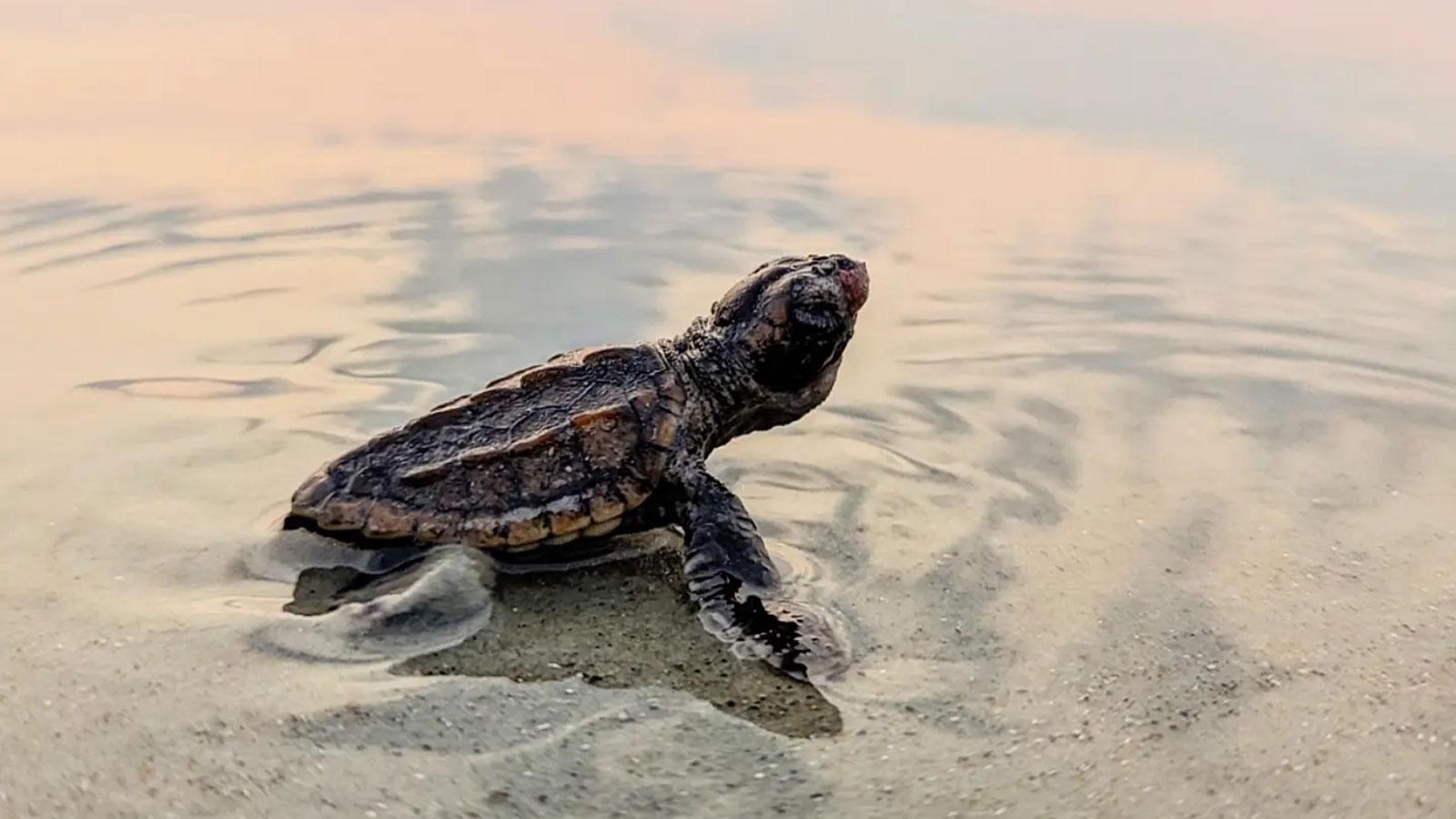 1600x900 Tracking sea turtles is a long, slow process that just might keep them alive