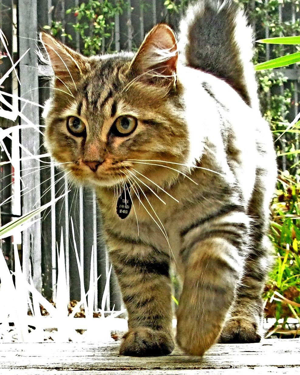 988x1237 American Bobtail photo and wallpaper. Beautiful American Bobtail picture