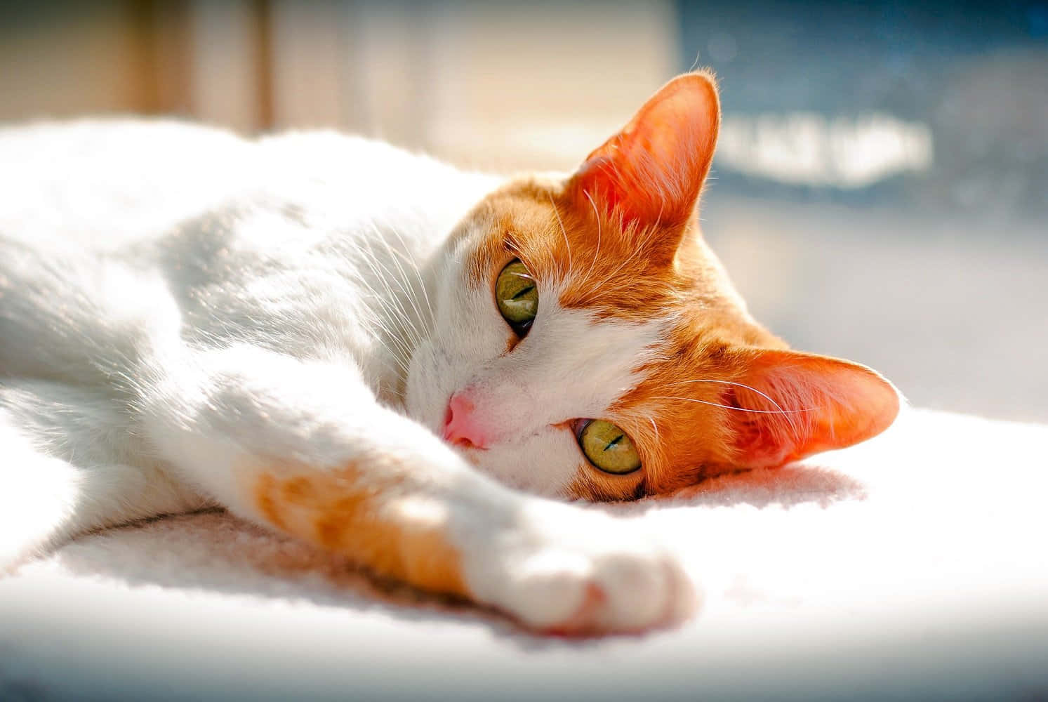 1493x1000 Japanese Bobtail Wallpaper