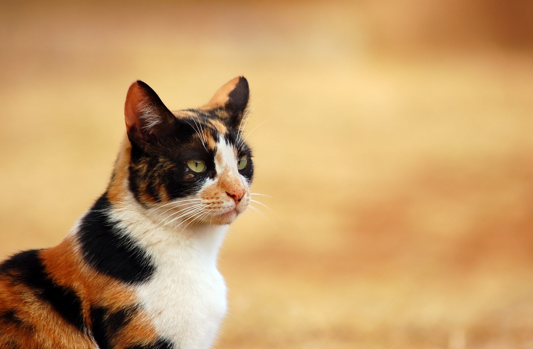 2048x1342 Japanese Bobtail Cat Widescreen Wallpaper 20198