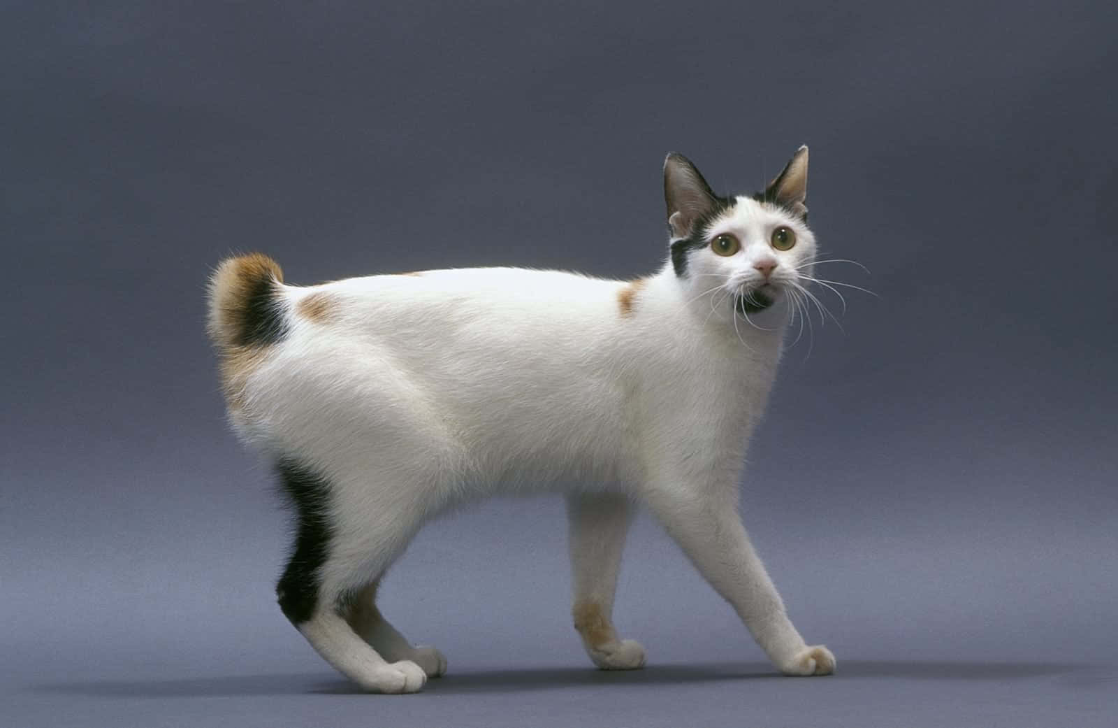 1600x1041 Japanese Bobtail Wallpaper