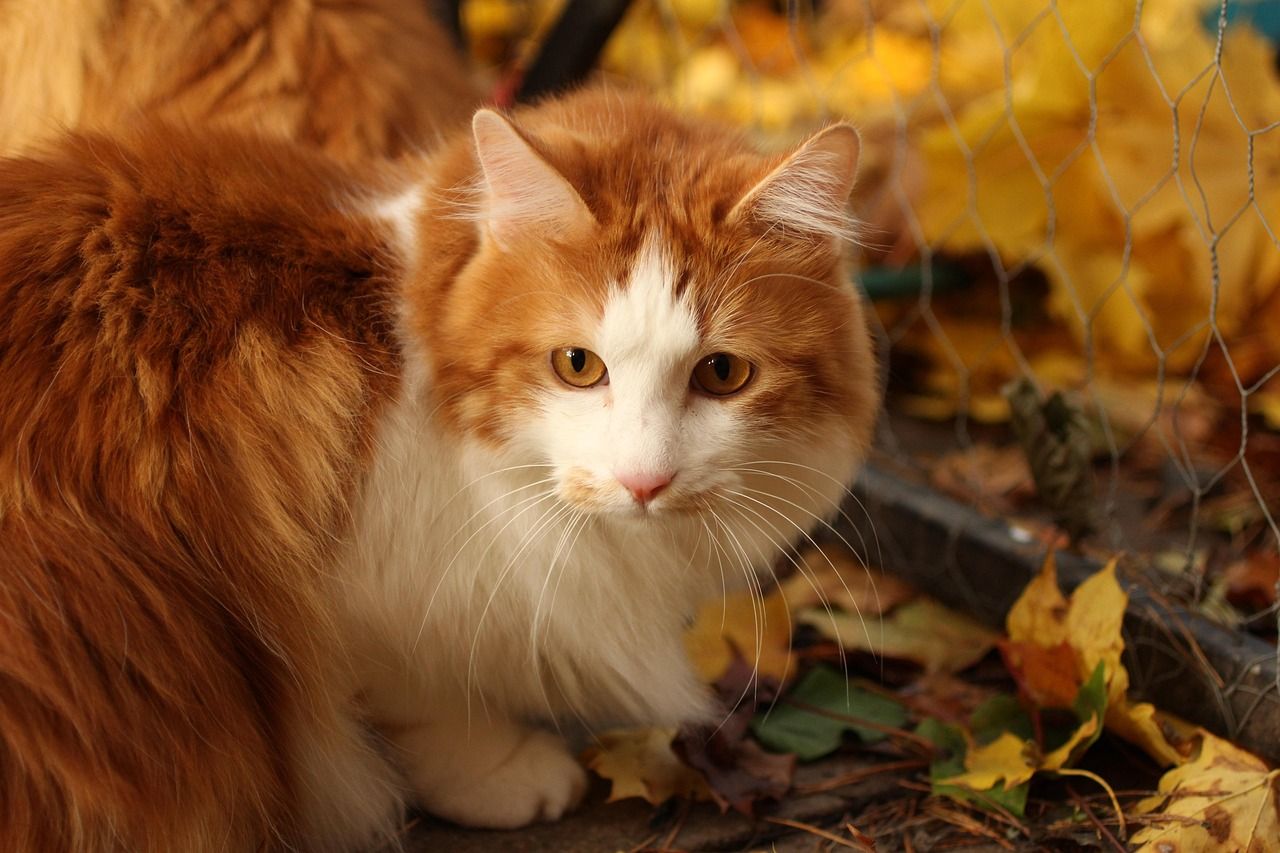 1280x853 Free Kurilian Bobtail & Bobtail Image