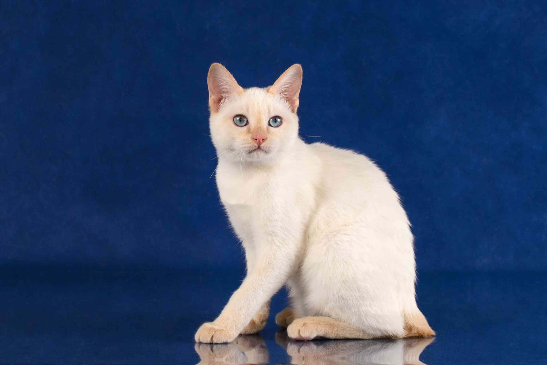 1920x1282 Japanese Bobtail Wallpaper