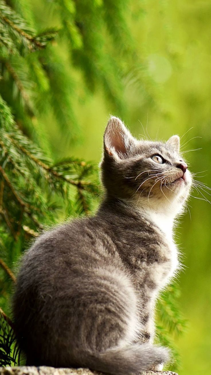 736x1308 Does the Cat Need to Go Outside for Happiness?. Cat with bobtail, Japanese bobtail cat aesthetic, Japanese bobtail cat characteristics