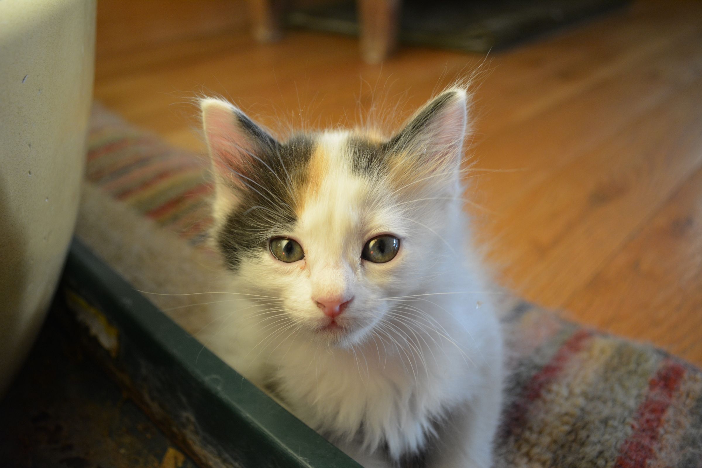 2400x1600 Japanese Bobtail kitten photo and wallpaper. Beautiful Japanese Bobtail kitten picture
