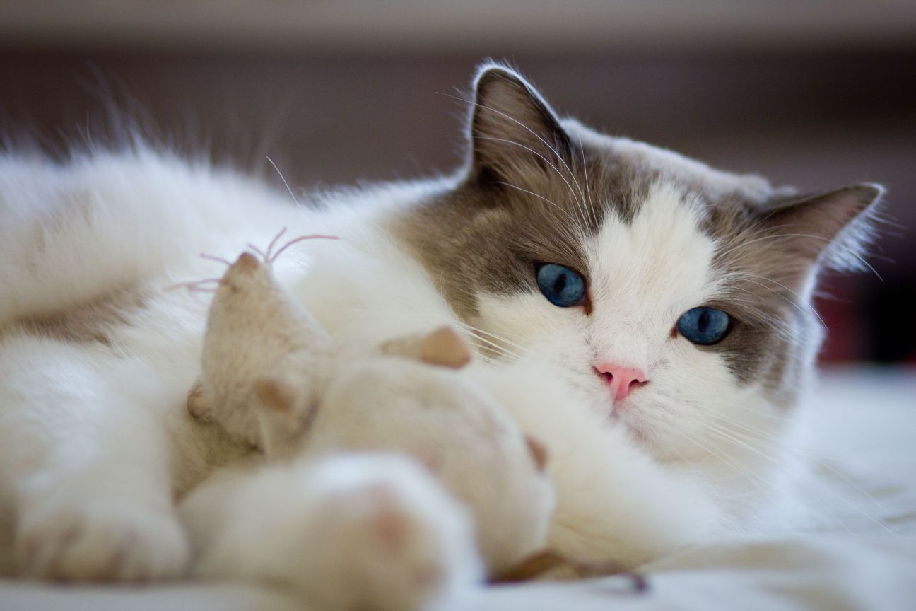 1296x864 Japanese Bobtail Cat Wallpaper HD 20196