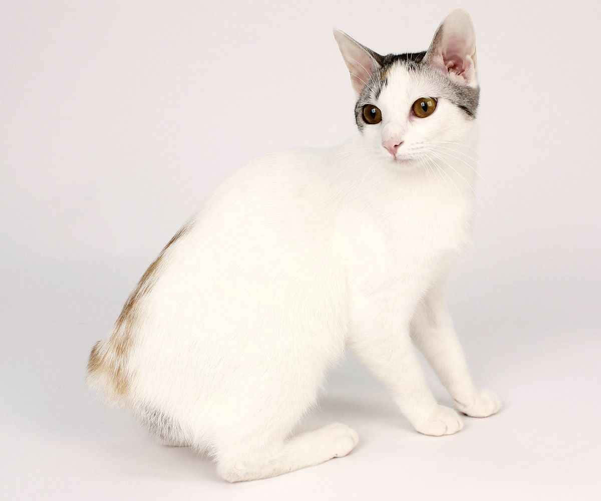 1200x1000 Japanese Bobtail Wallpaper