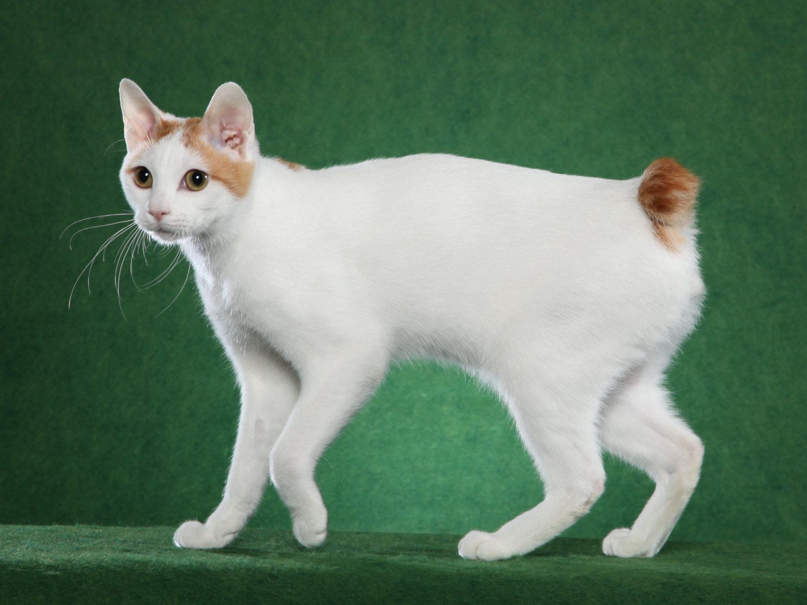 1600x1200 Japanese Bobtail Cat Wallpaper 20197