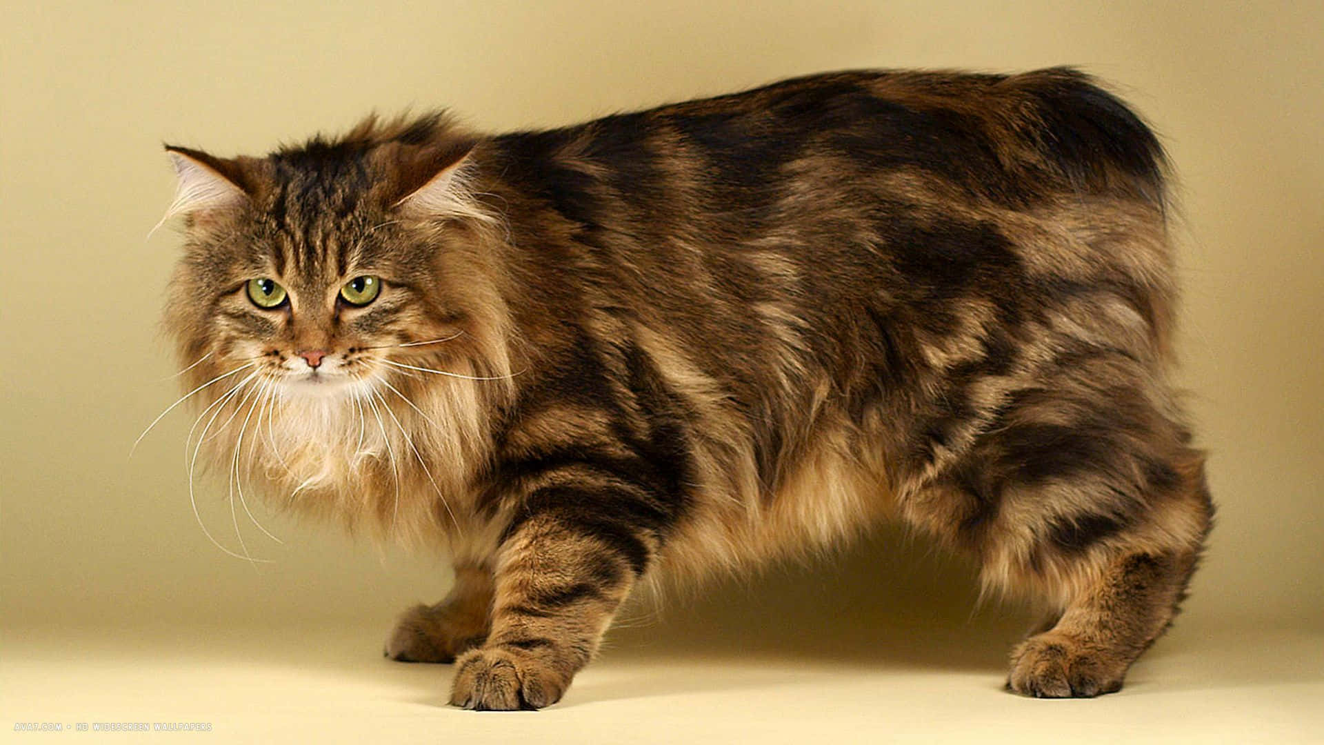 1920x1080 Download Beautiful Kurilian Bobtail cat exploring nature Wallpaper