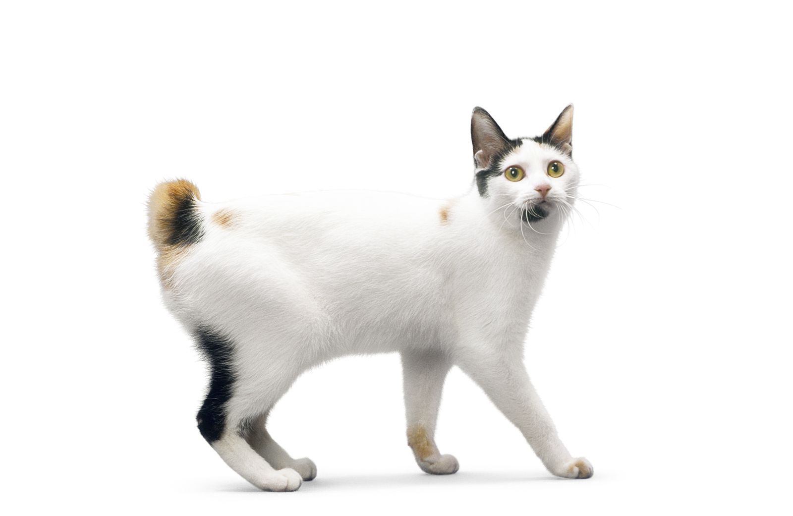 1600x1041 Japanese Bobtail Cat HD Wallpaper 20193