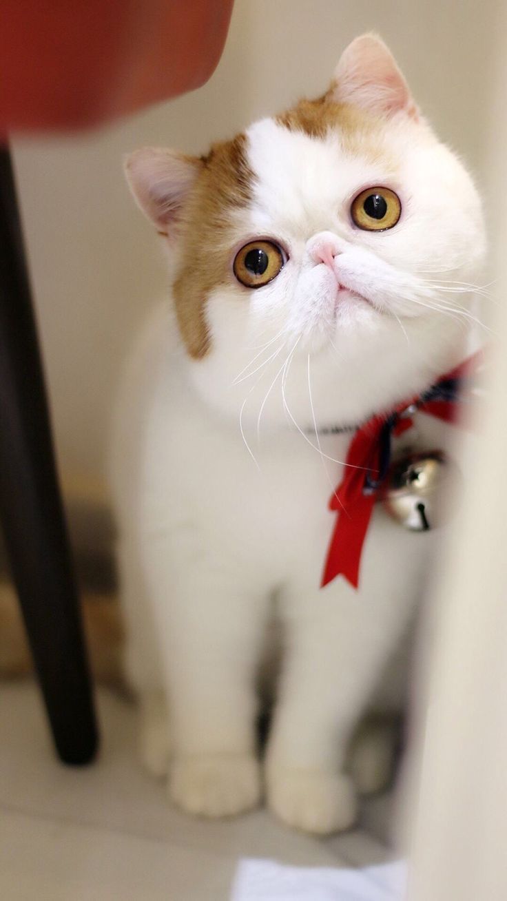 736x1308 Cute British Bobtail Photography
