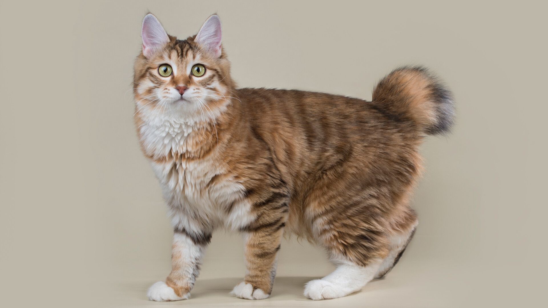 1920x1080 facts about the Kurilian Bobtail, the most unusual Russian cat breed (PHOTOS)