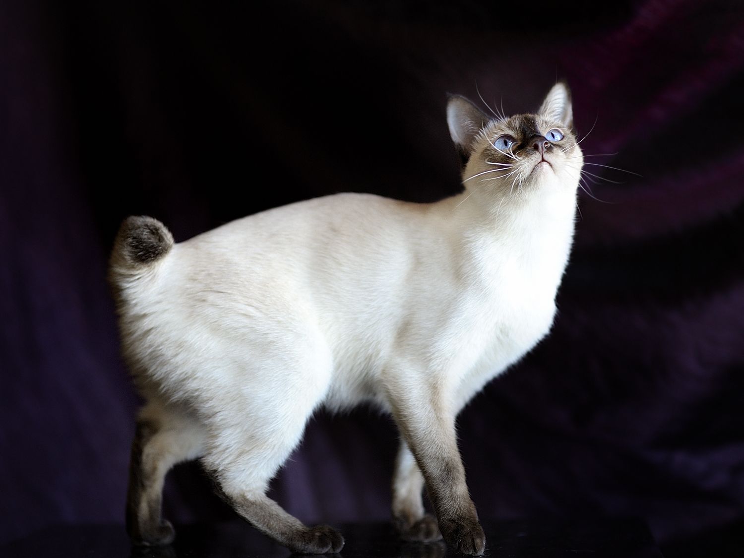 1500x1125 Mekong bobtail (Thai bobtail). Chocolate point colour