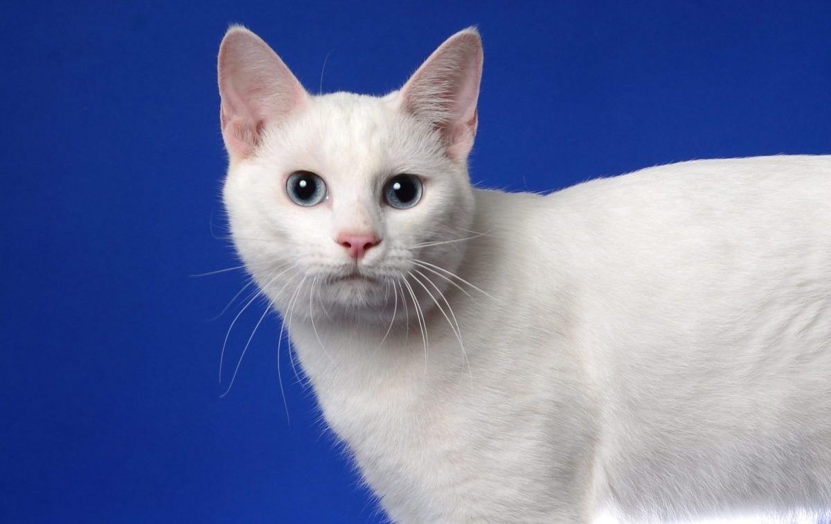 1200x756 Japanese Bobtail Cat Breed Information & Characteristics