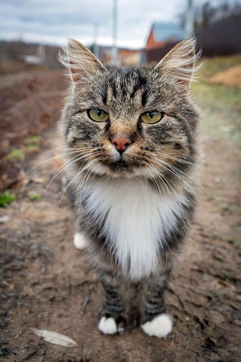 493x740 American bobtail Image