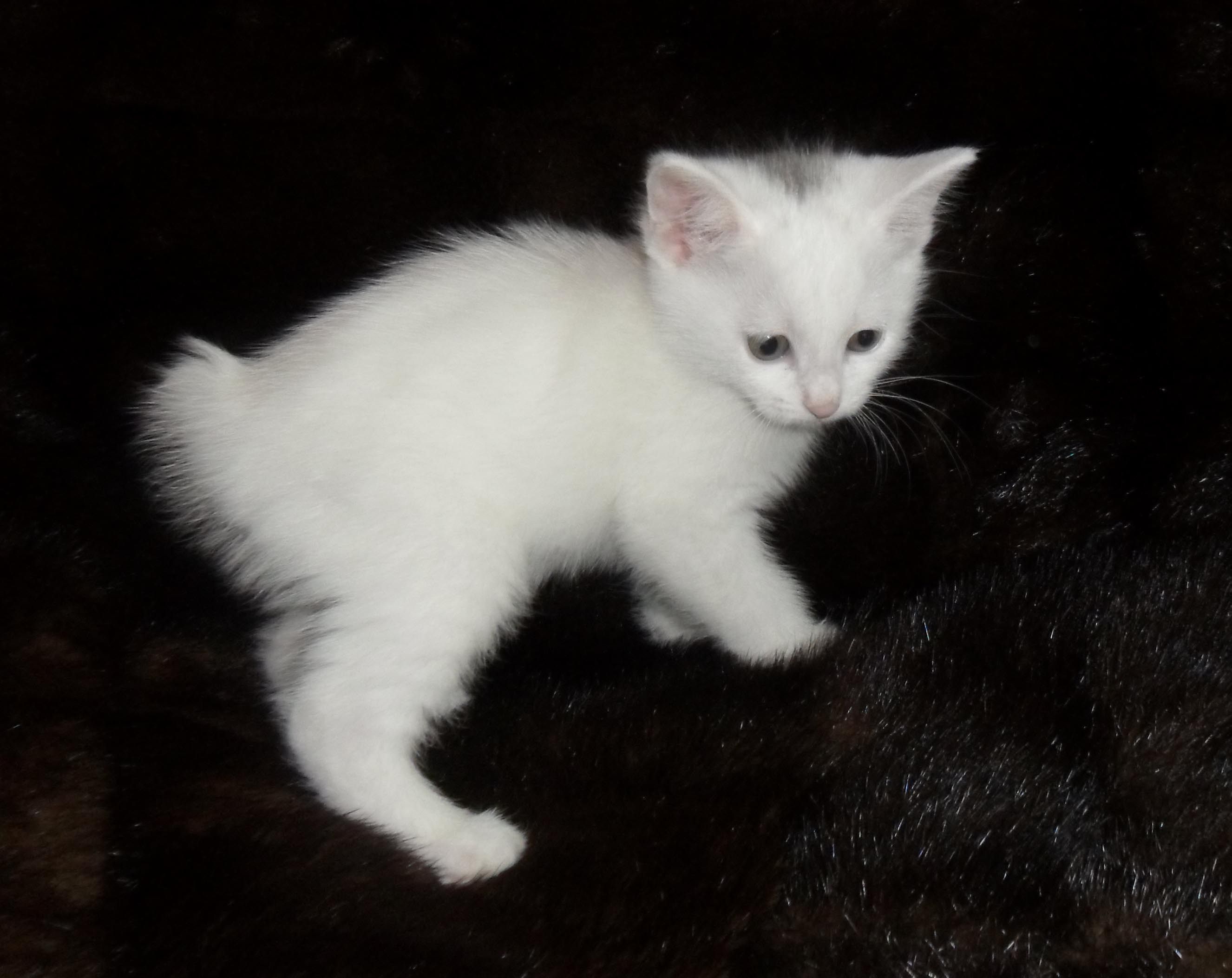 2652x2106 White kitten Kuril Bobtail Desktop wallpaper 1280x800