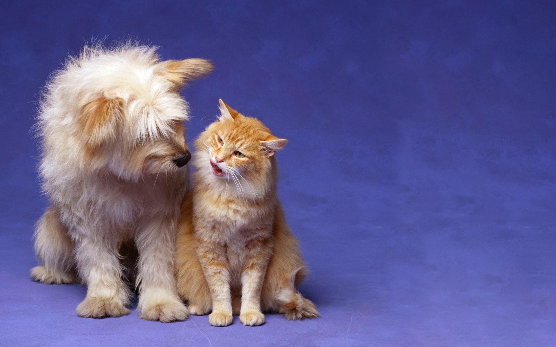 1920x1200 Wallpaper White and Brown Long Fur Cat, Background Free Image