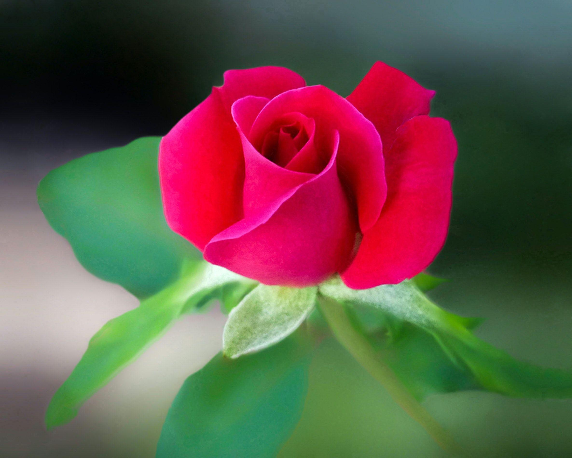 2371x1897 Red Rose Flower · Free