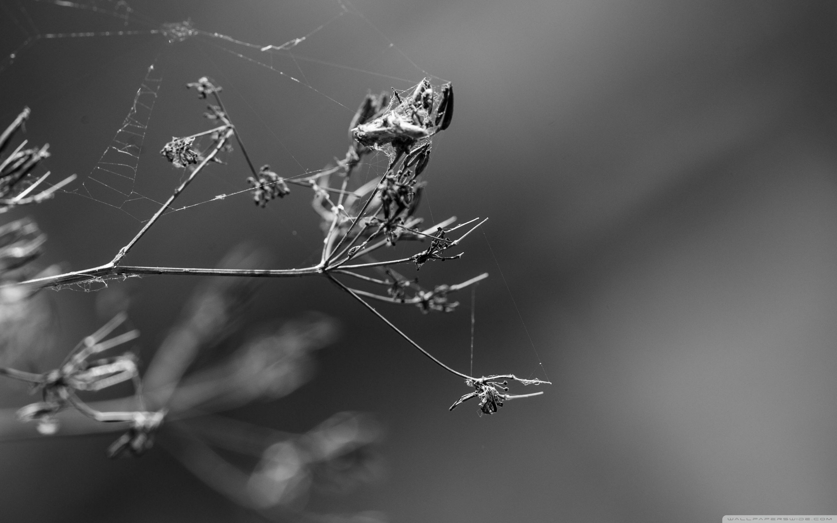 2880x1800 Black or White 4K UHD Wallpaper for UltraHD Desktop and TV : Widescreen and UltraWide Display : Dual Monitor : Smartphone and Tablet Devices