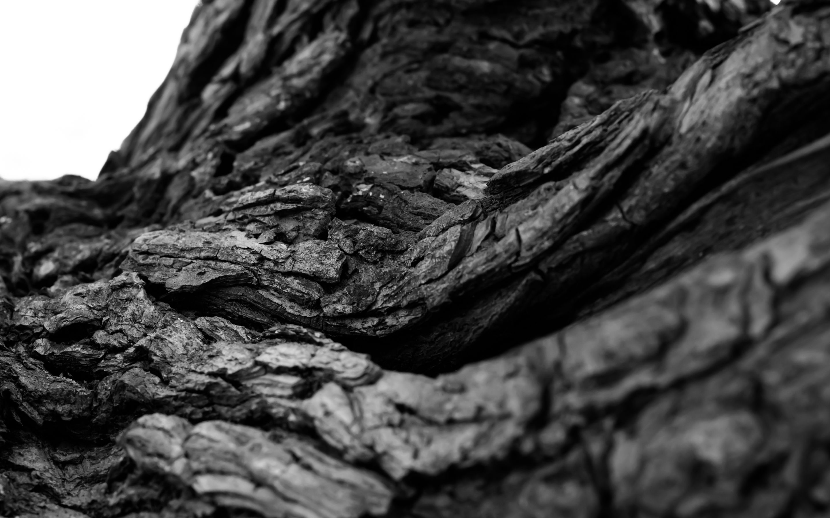 2880x1800 tree, Bark, Macro, Bw, Black, White Wallpaper HD / Desktop and Mobile Background