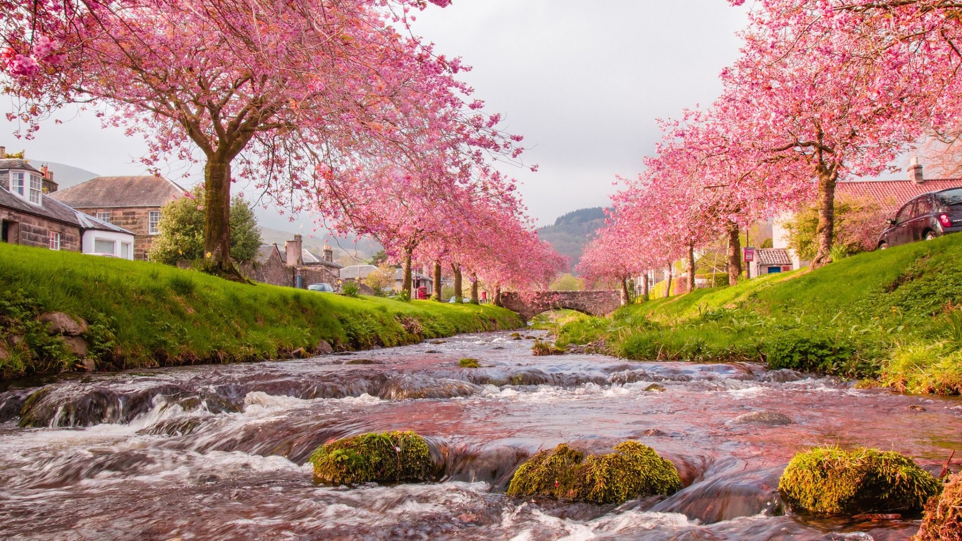 1920x1080 Village Bridge River Flow Sakura Scenery High Quality Wallpaper