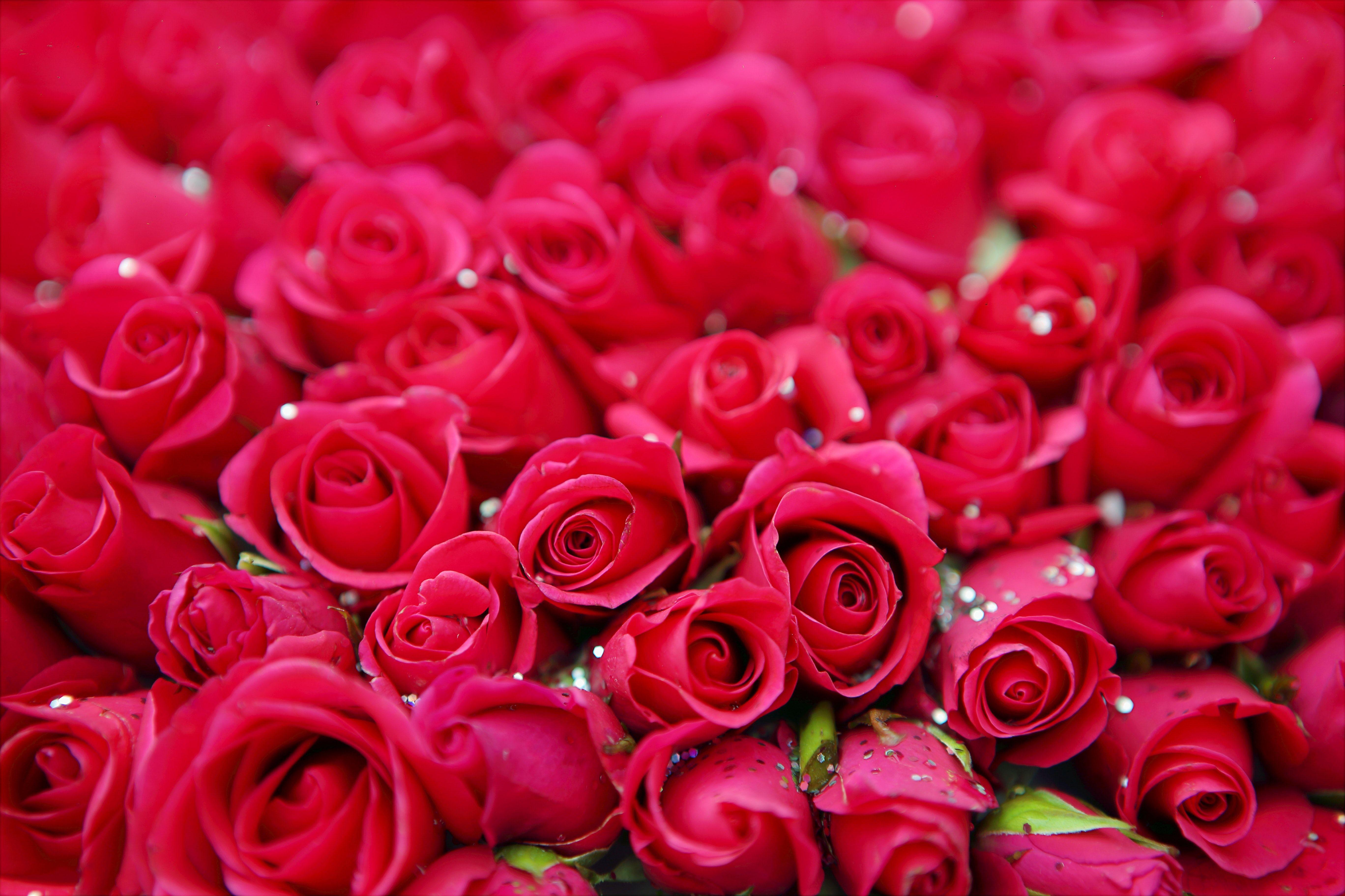 5472x3648 Free photo: Red Rose Flower, Bloom, Blooming