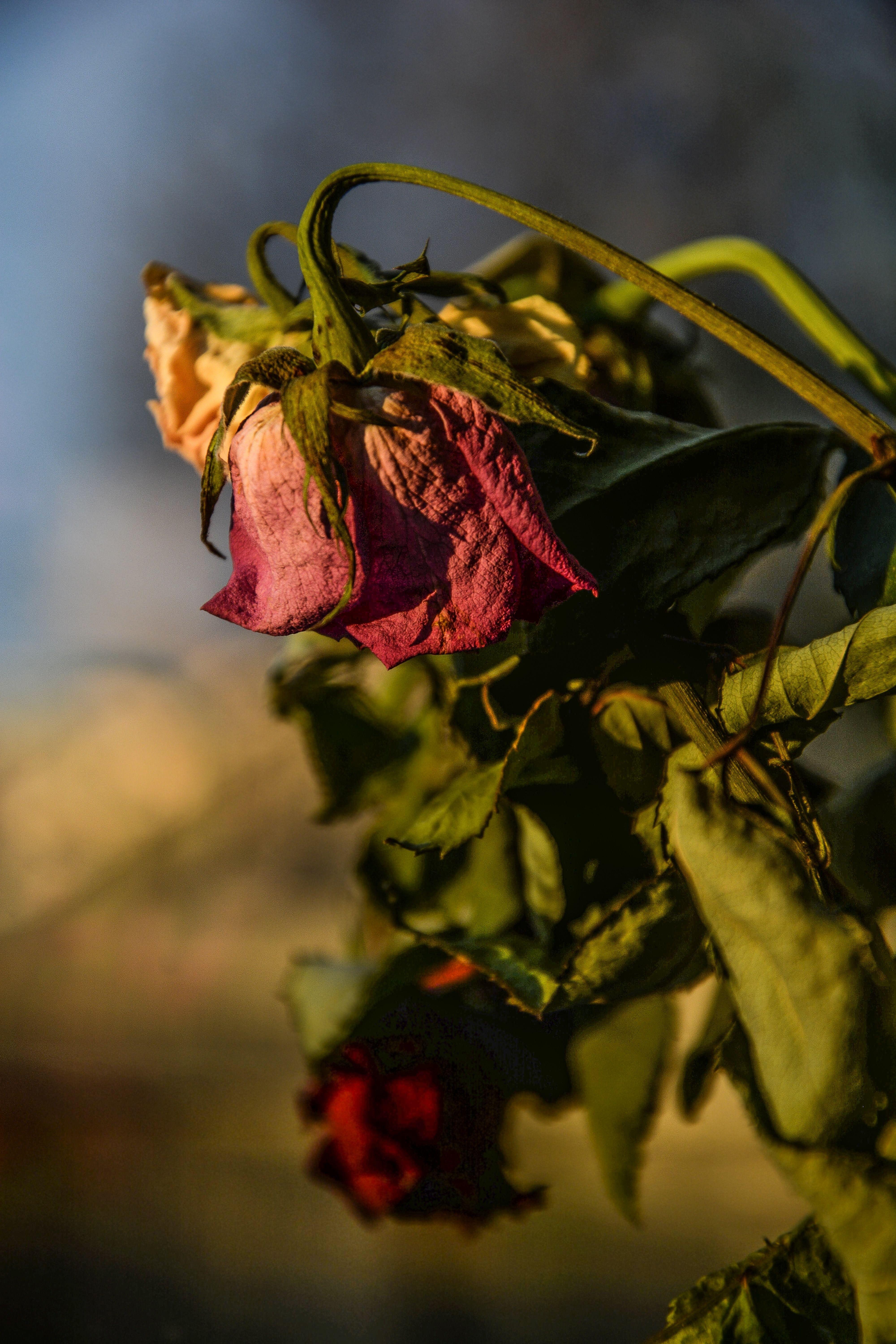 Dead Flowers Wallpapers Top Free Dead Flowers Backgrounds