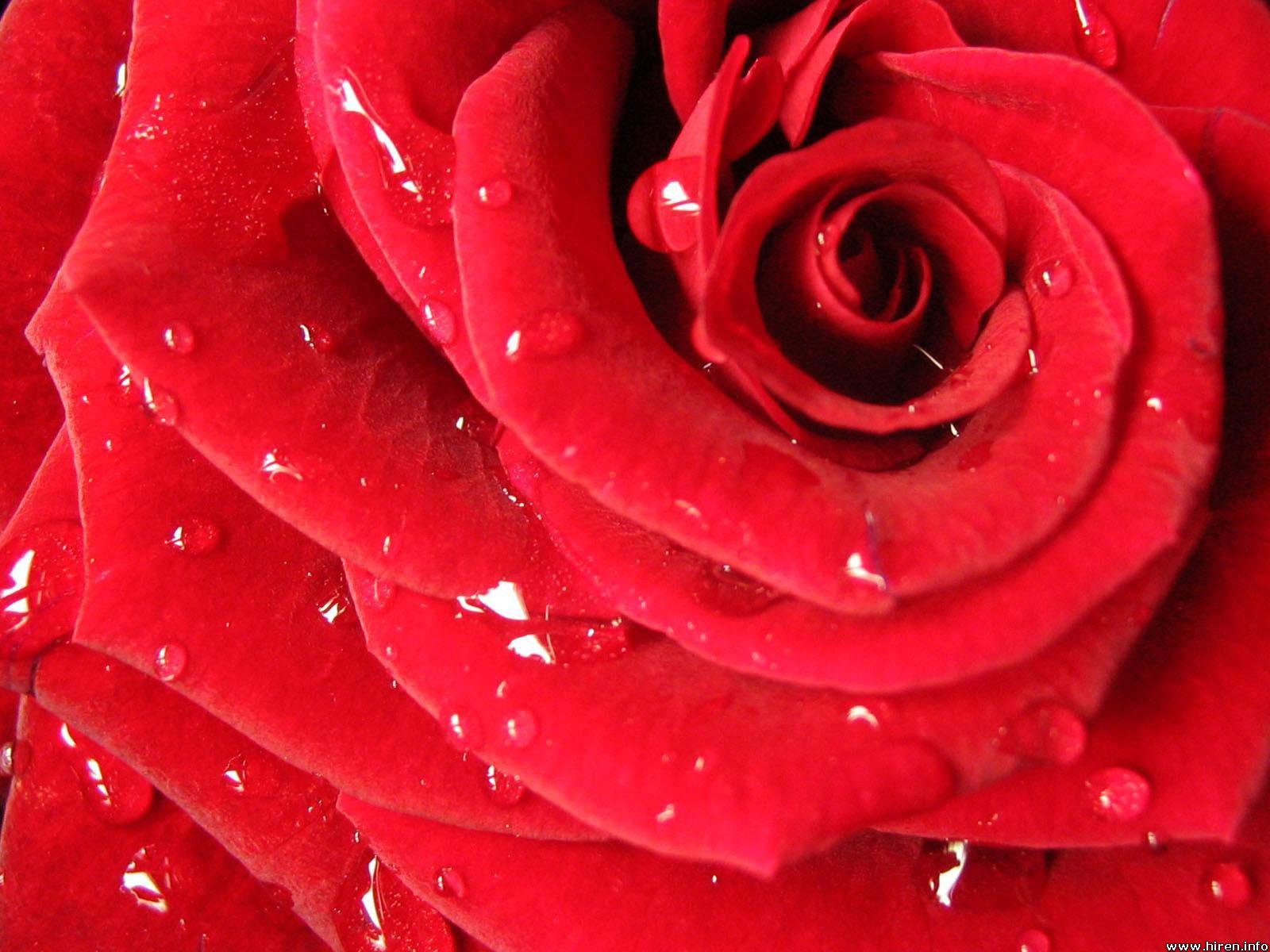 1600x1200 Free Flowers Photo And Wallpaper: red rose flowers wallpaper