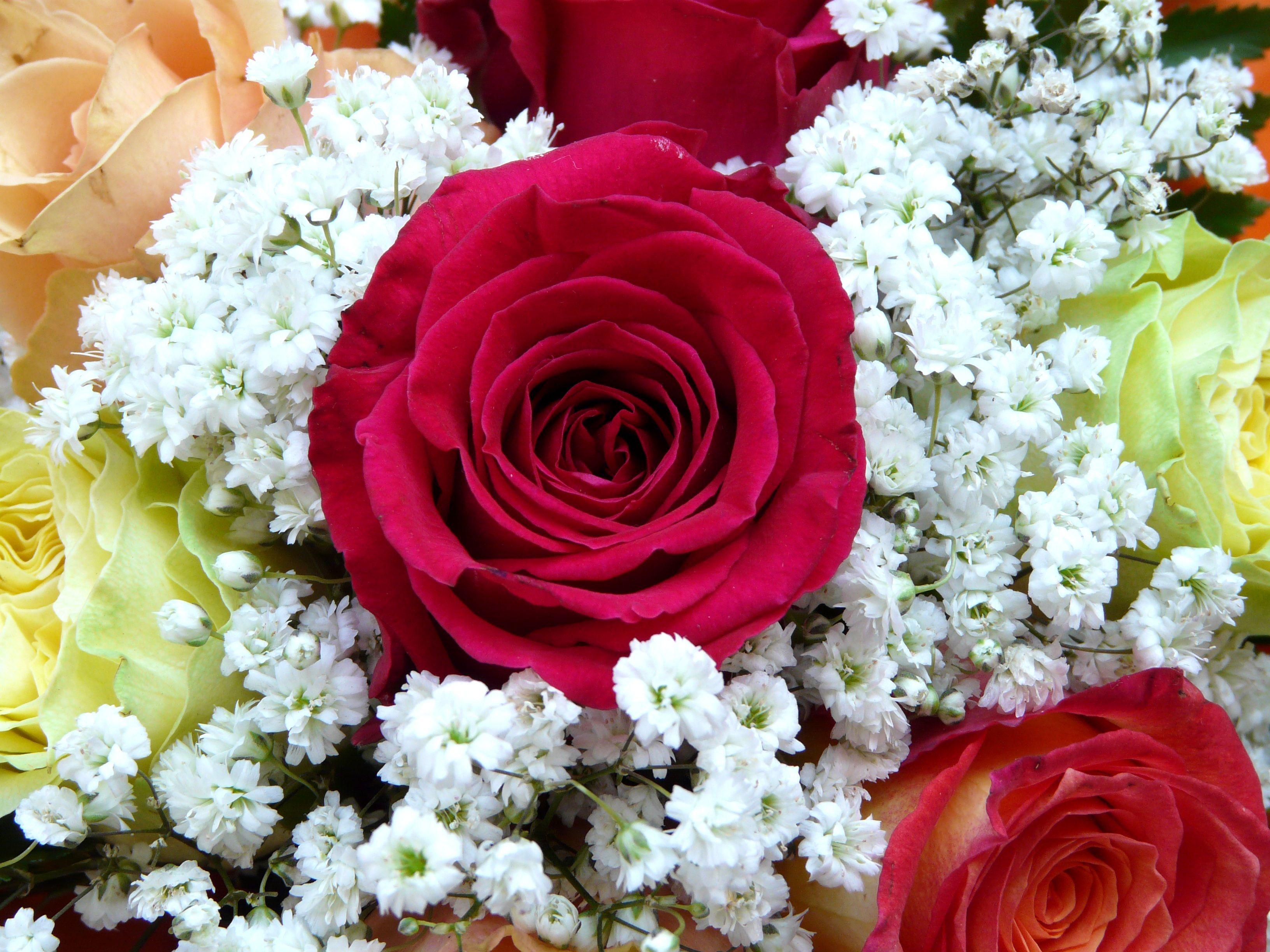 3264x2448 Wallpaper Red Rose, Flower bouquet, HD, Flowers,. Wallpaper