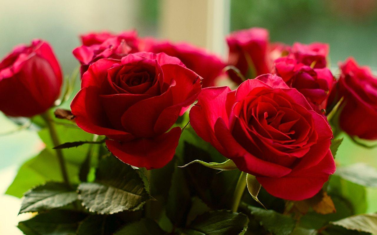 1280x800 Desktop Wallpaper Red Roses Flowers