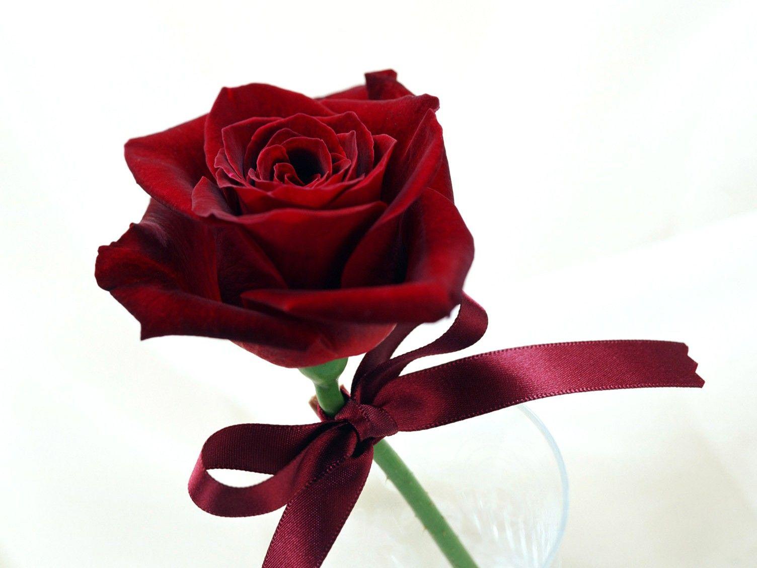 Red Rose Flower Wallpapers - Top Free Red Rose Flower Backgrounds ...