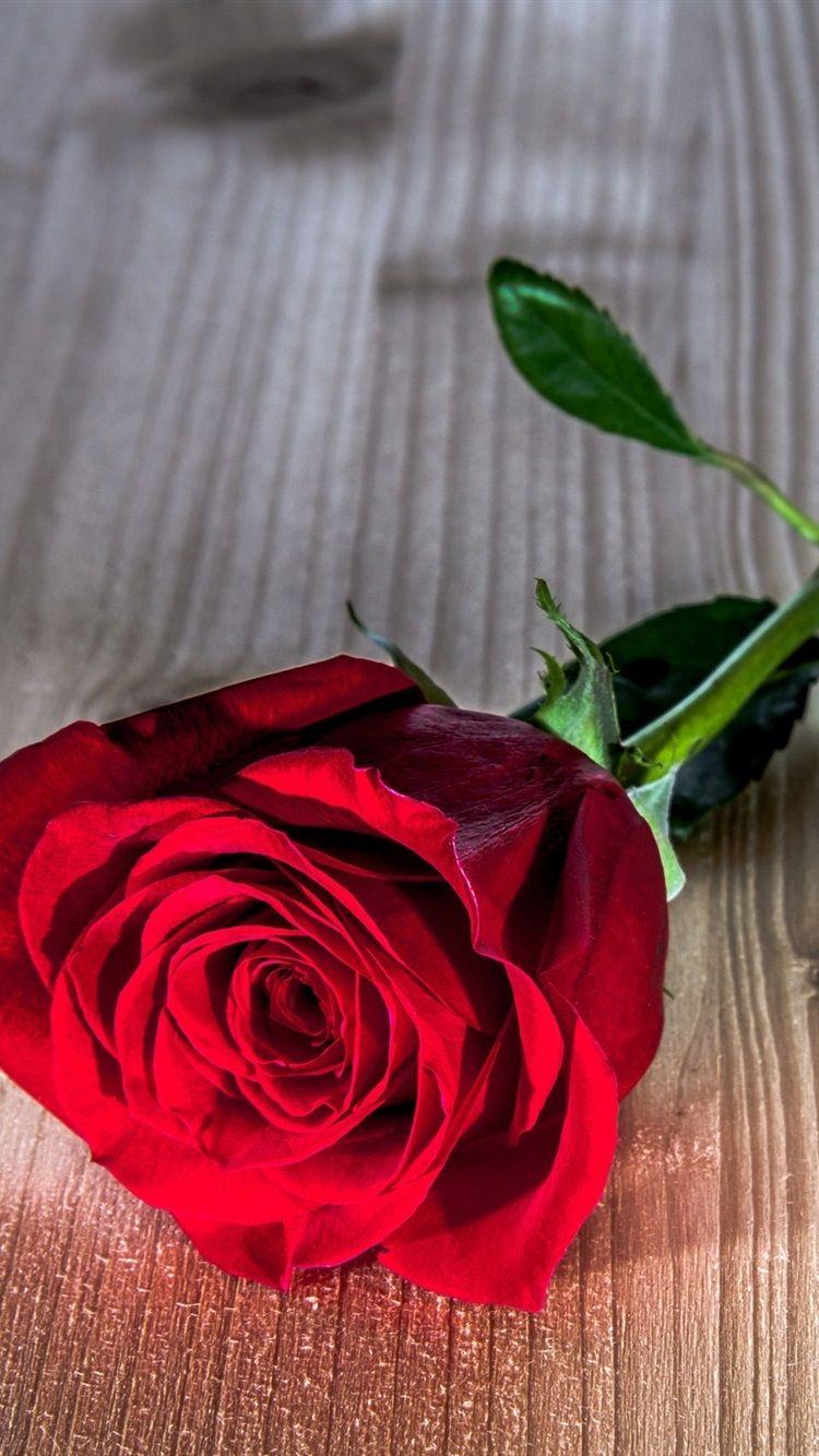750x1334 Wallpaper Roses Flowers