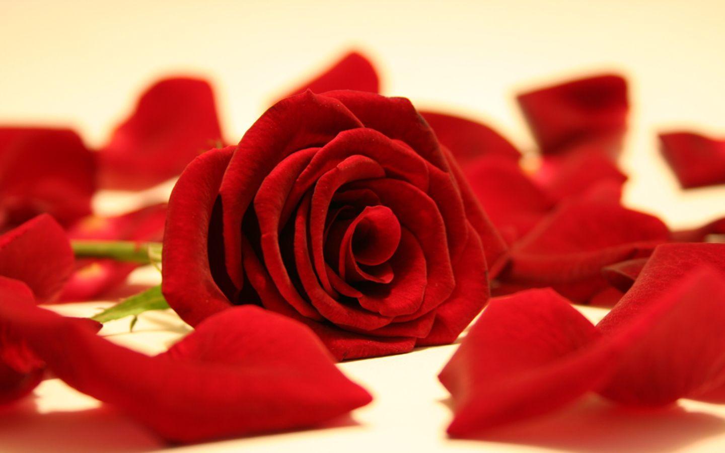 1440x900 Red Flowers Wallpaper