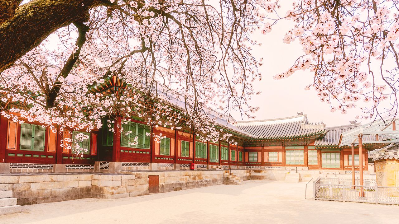 1280x720 May) A Soft Pink Spring at Gyeongbokgung Palace Metropolitan Government