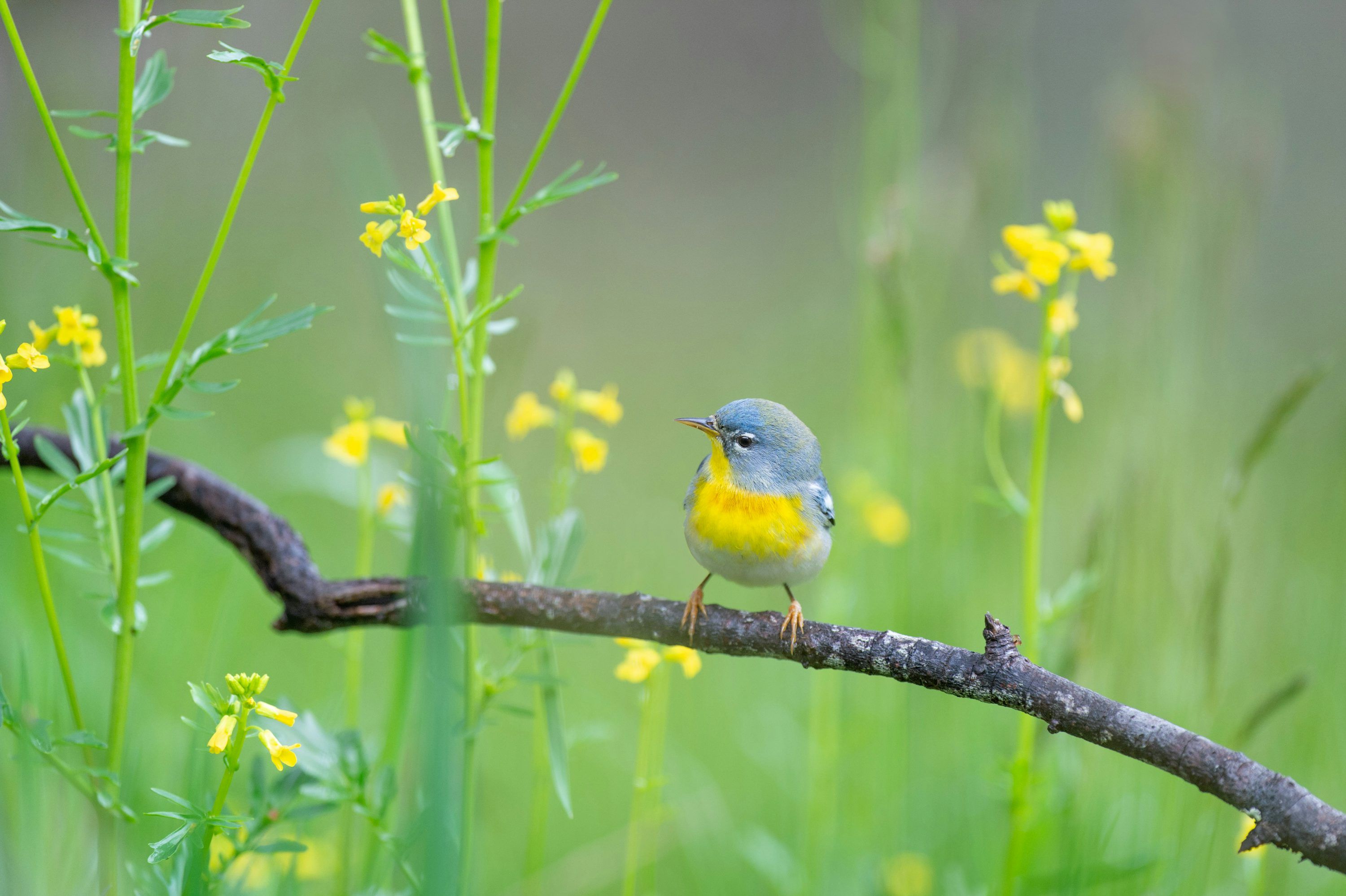 3000x1997 Flowers And Birds Picture. Download Free Image