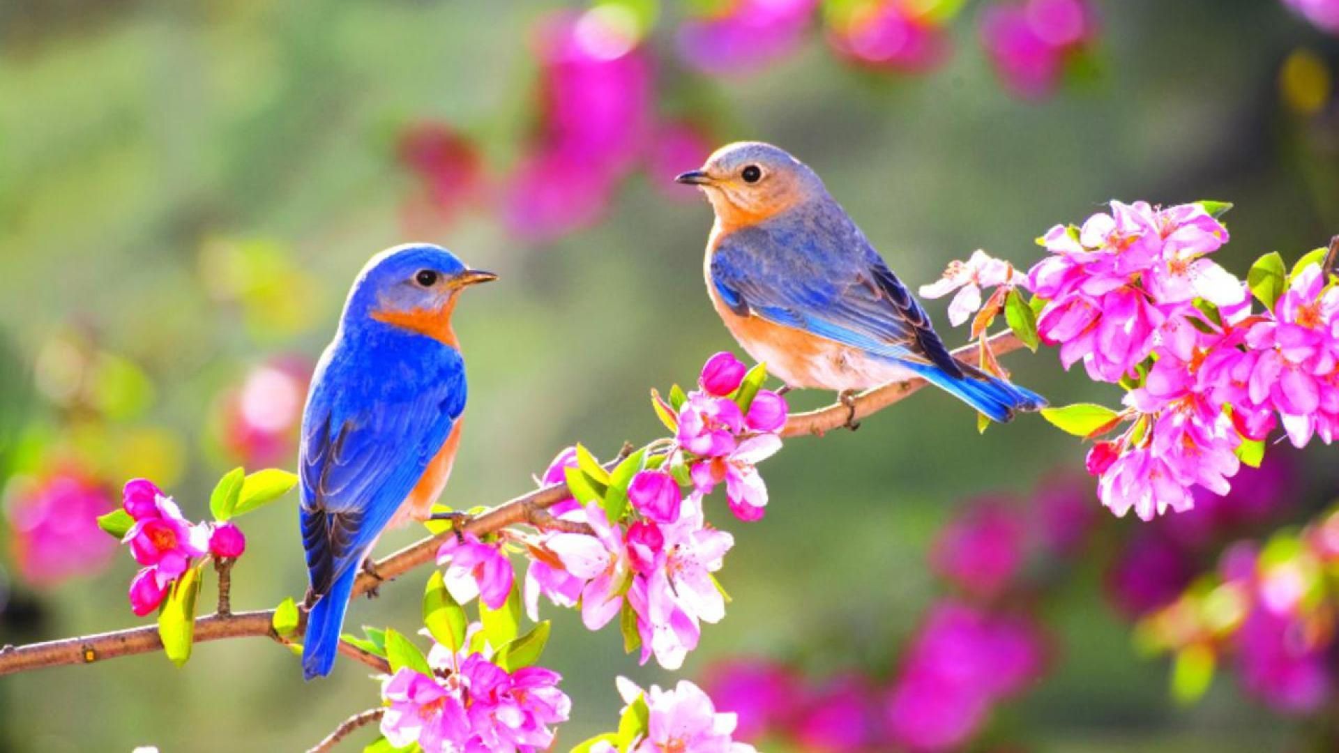 1920x1080 Blue Orange Little Birds Are Sitting On Flowers Stalk In Blur Garden Background HD Birds Wallpaper