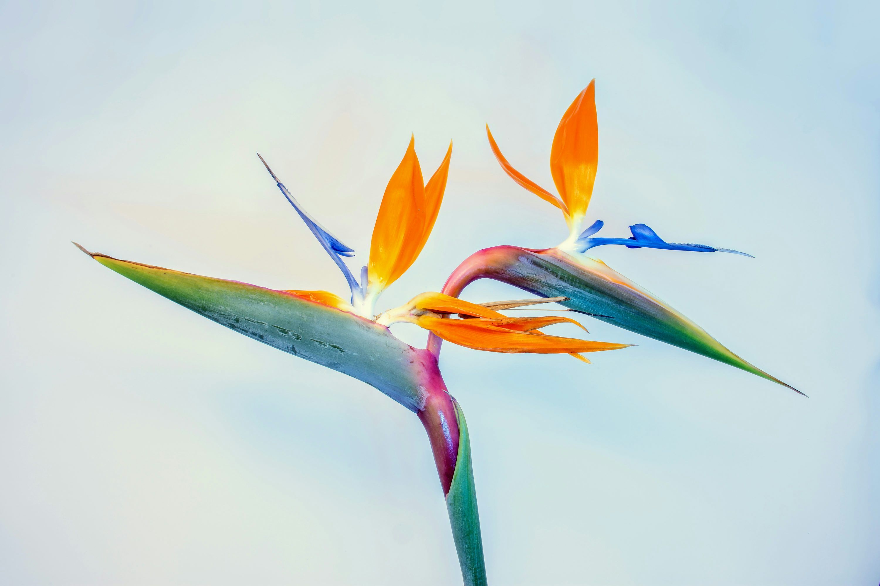 3000x2000 Bird Flower Picture. Download Free Image