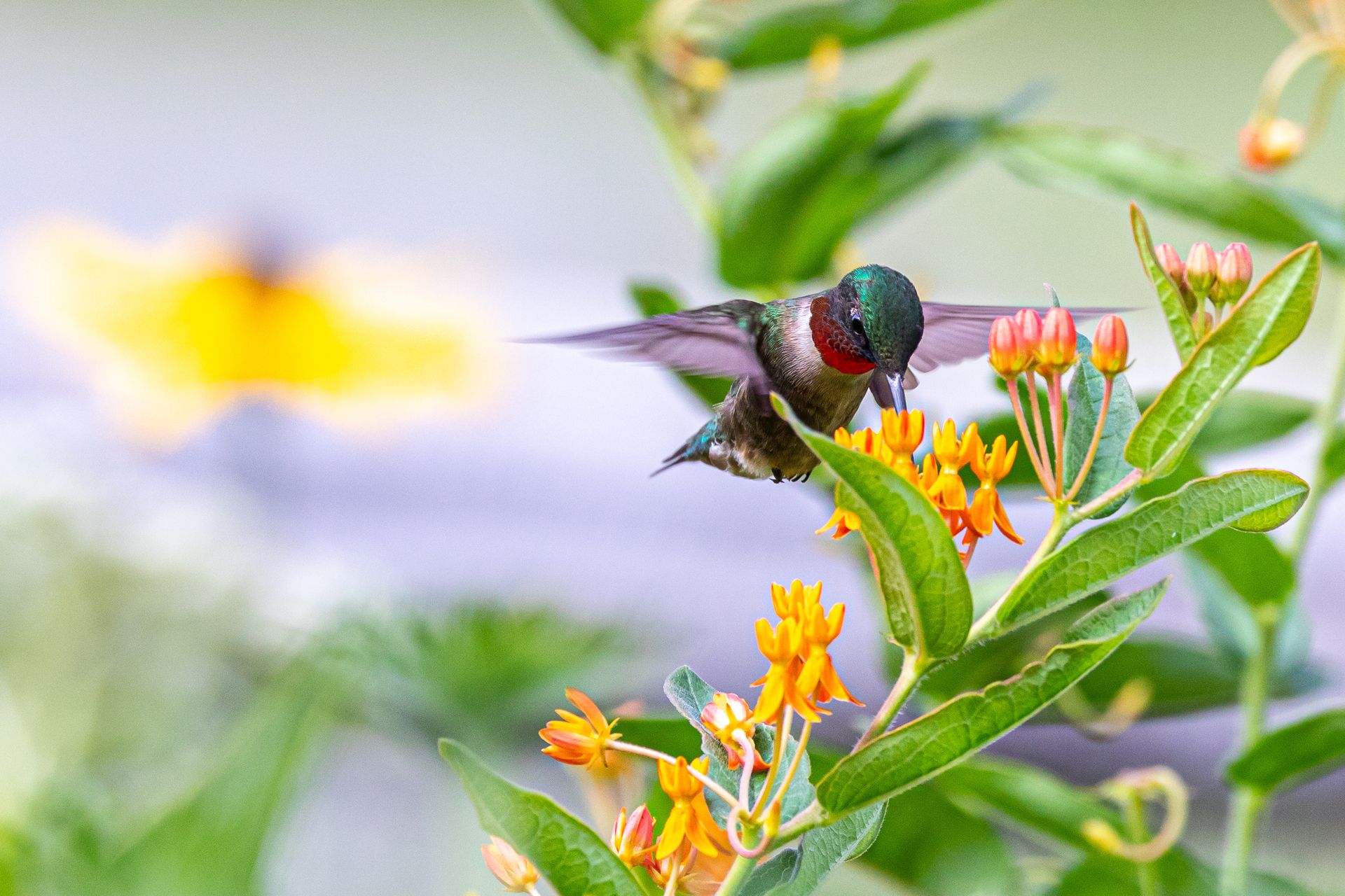 1920x1280 Landscaping for Birds