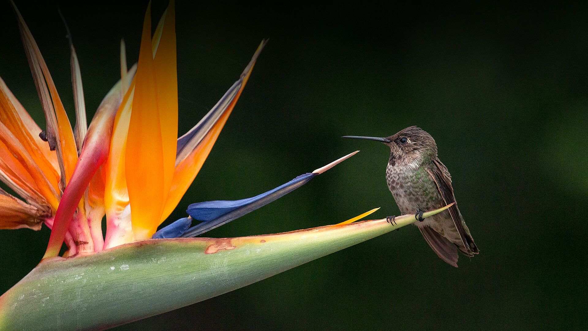 1920x1080 Bird Of Paradise (Plant). San Diego Zoo Animals & Plants