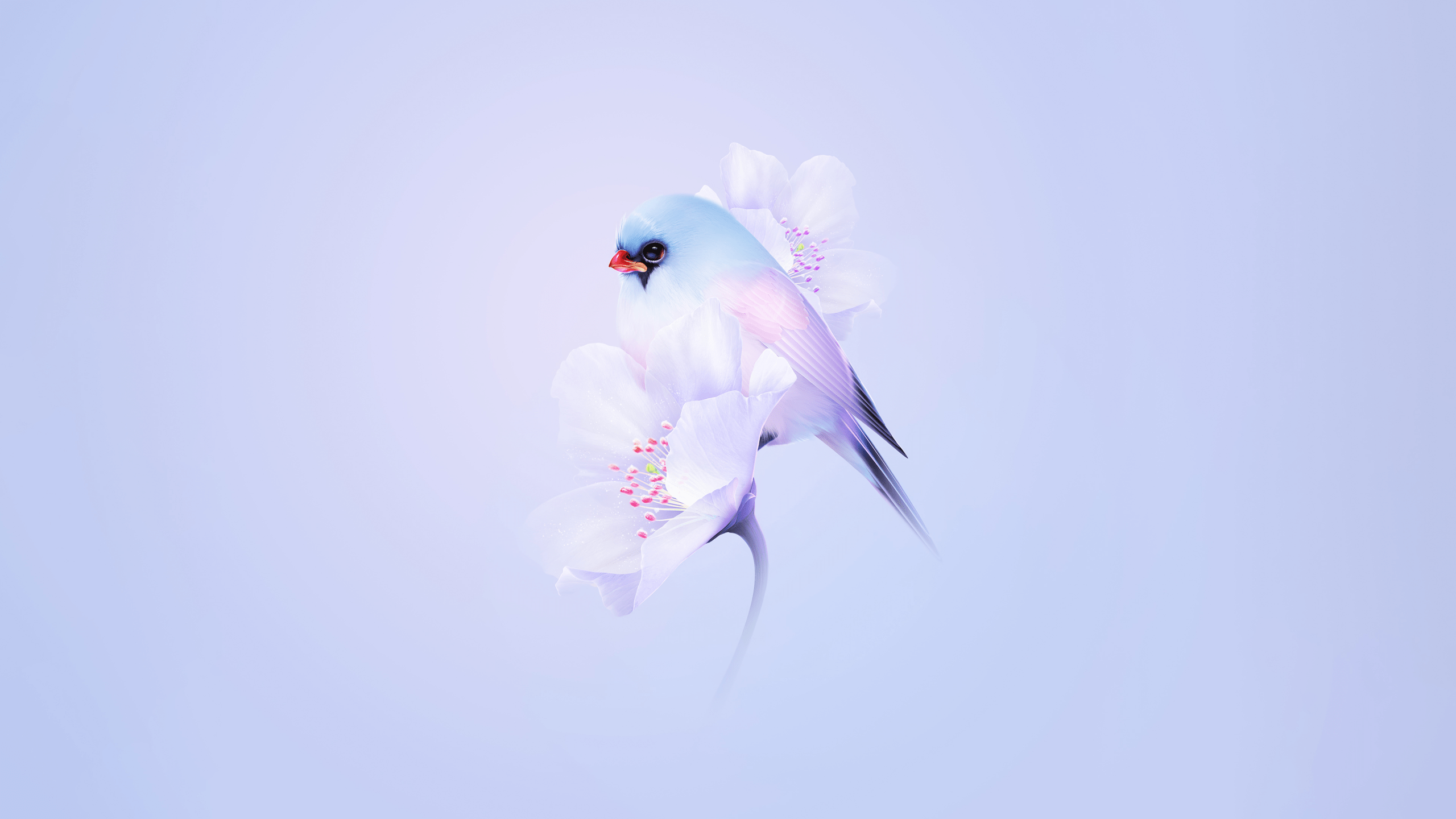 2560x1440 Cute bird Wallpaper 4K, Cherry blossom, Blue aesthetic