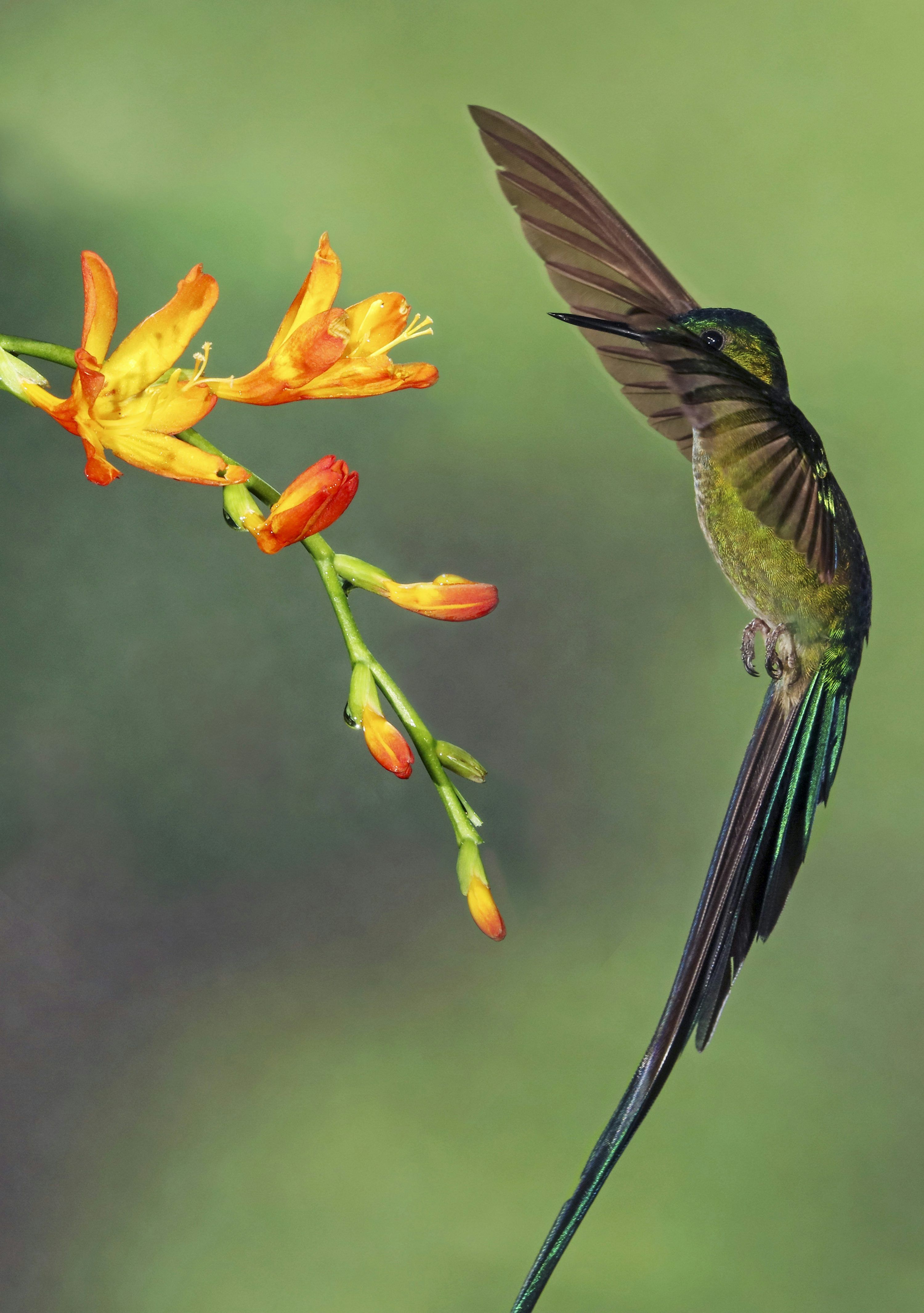 3000x4263 Bird Flower Picture. Download Free Image