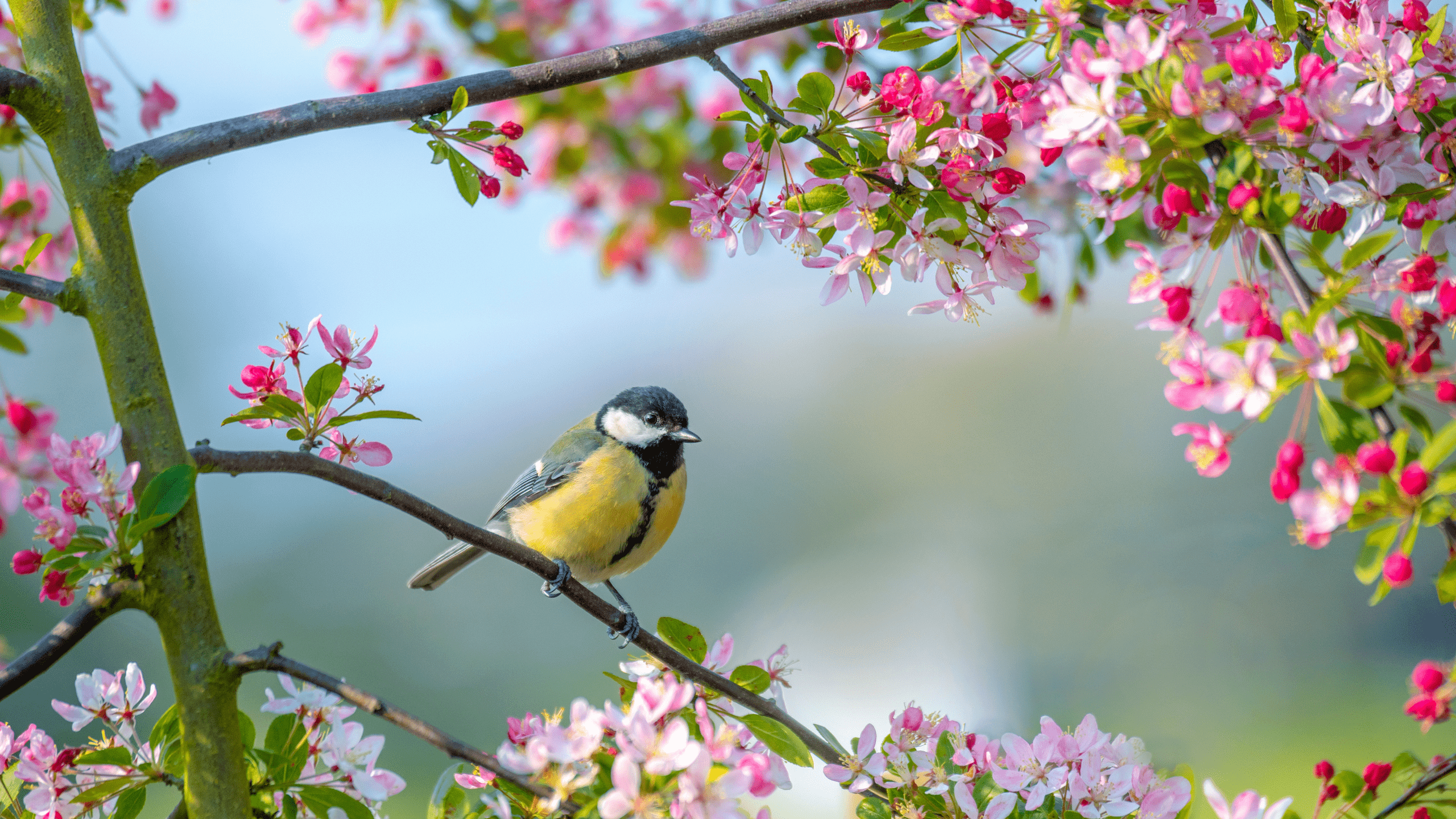 2560x1440 Of The Best Bird Friendly Plants That Thrive In Pots