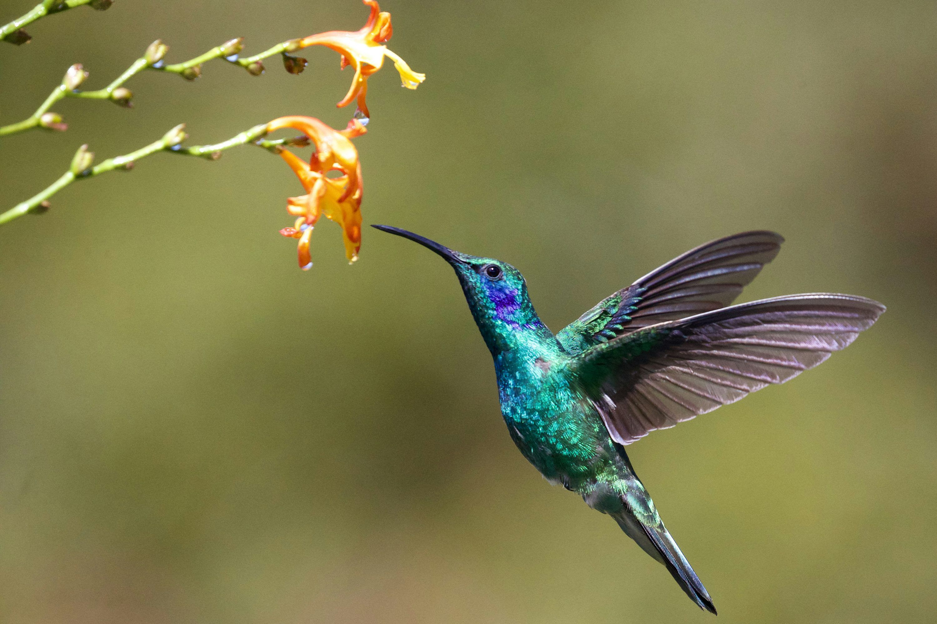 3000x2000 Hummingbird near flower photo